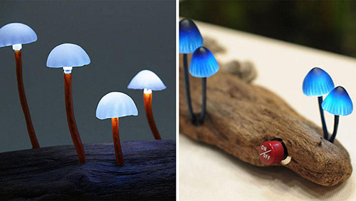 Magic Mushrooms That Turn Your Room Into A Glowing Forest