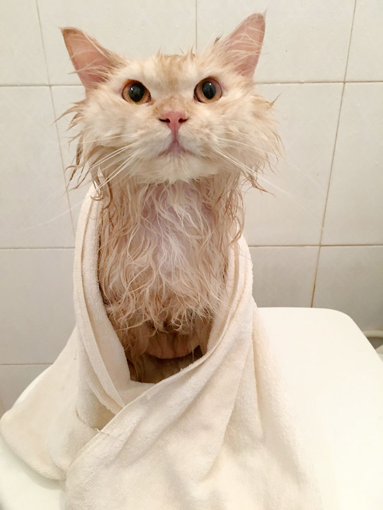 Meet Meepo The Cat Who Loves Shower
