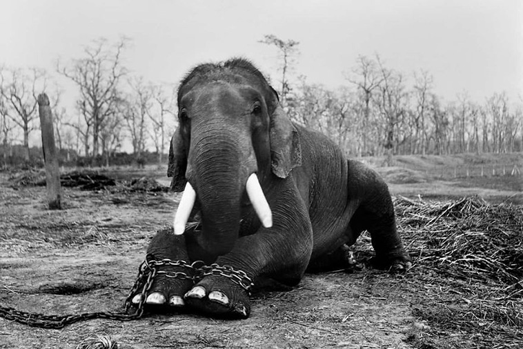  Photographers Against Wildlife Crime