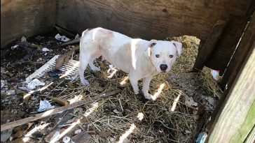 abandoned dog chained 5 years