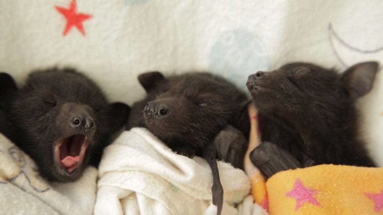 adorable-bats