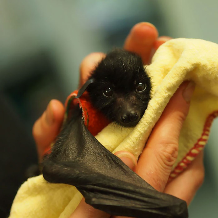 adorable-bats