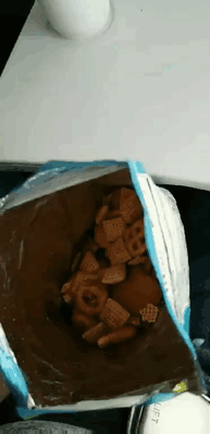 animals on a plane