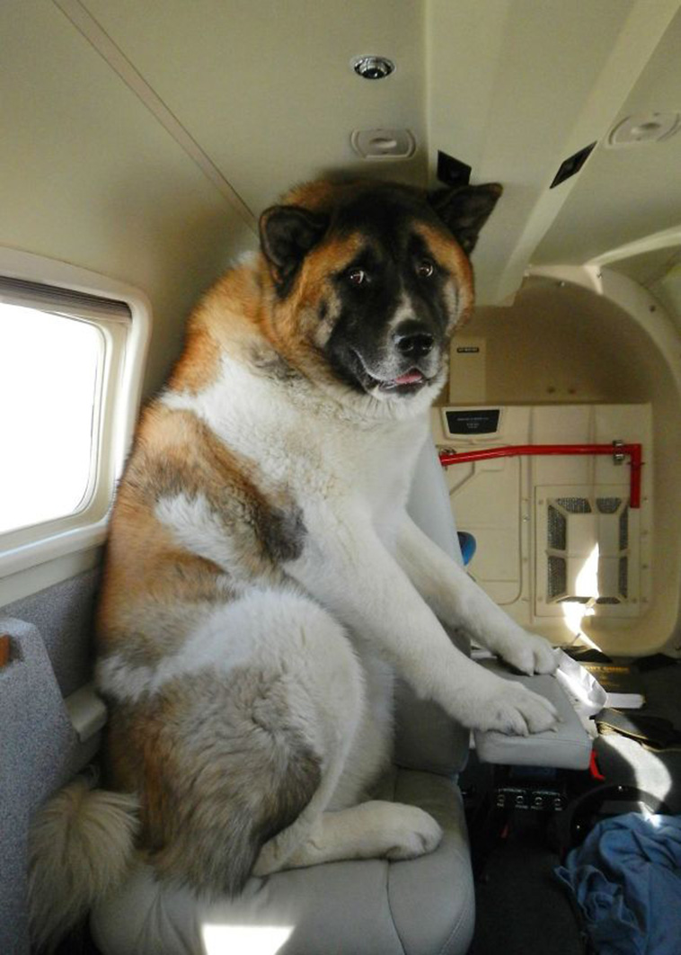 animals on a plane