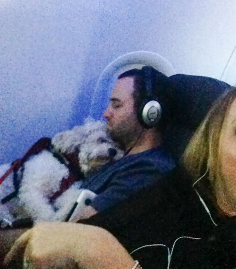 animals on a plane