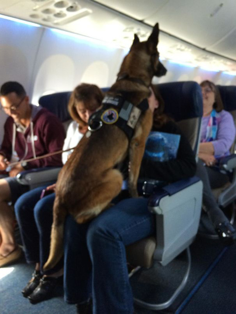 animals on a plane