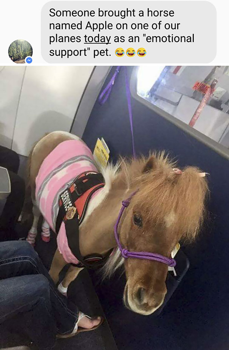 animals on a plane