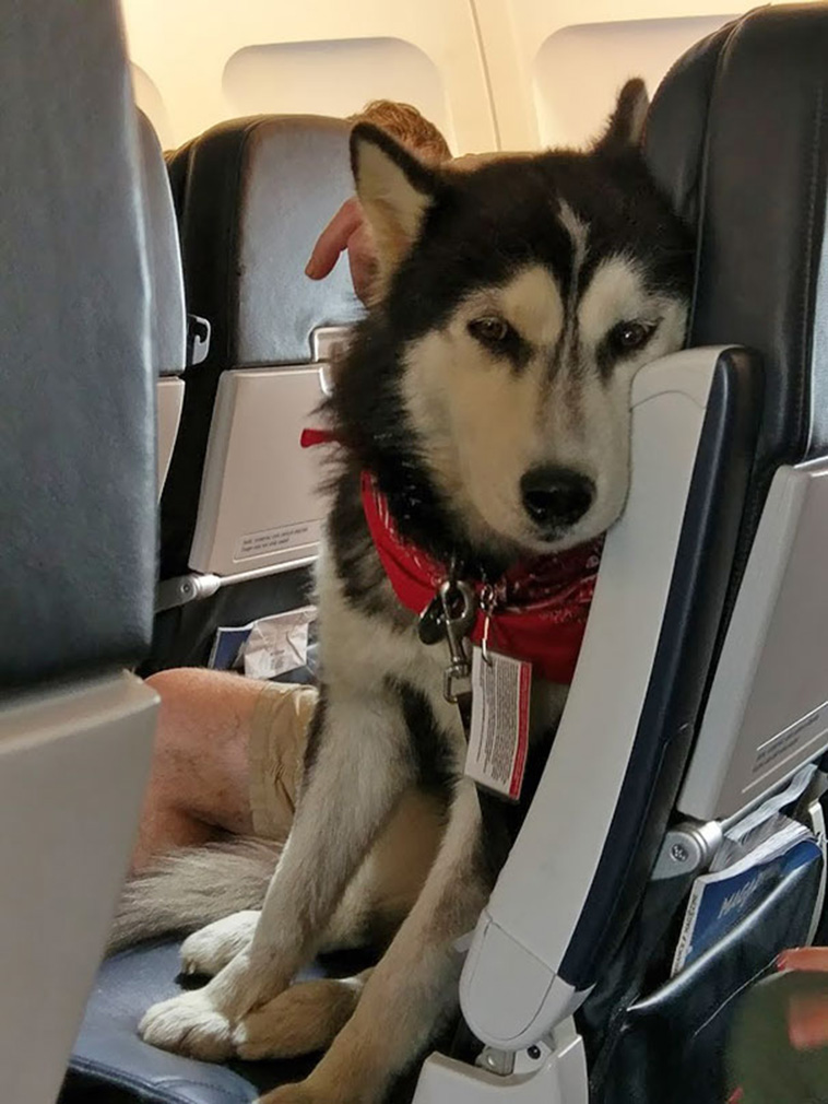 animals on a plane