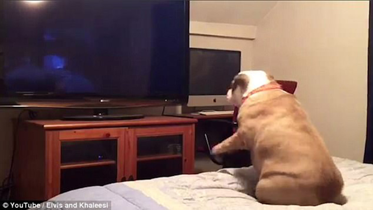 bulldog watches horror movie-