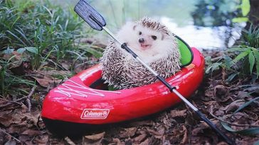 cute hedgehog azuki camping