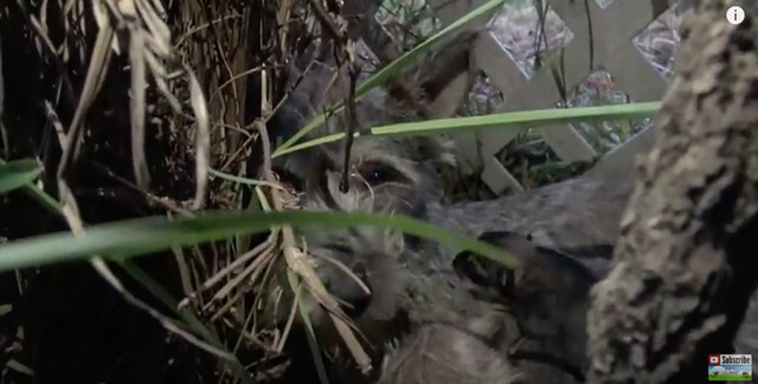 homeless dog has puppies in bushes