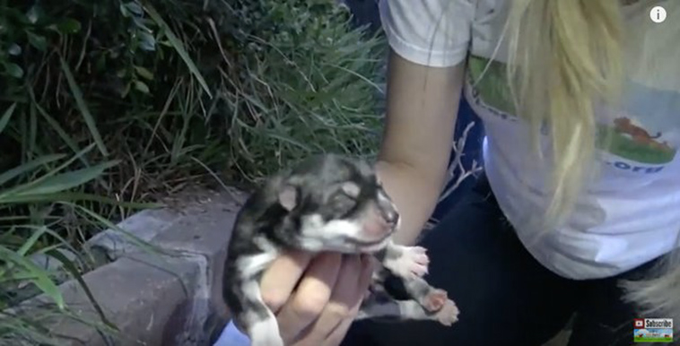 homeless dog has puppies in bushes
