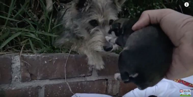homeless dog has puppies in bushes