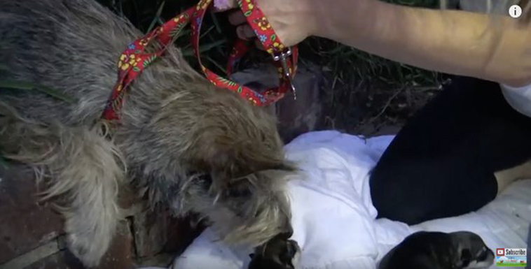 homeless dog has puppies in bushes