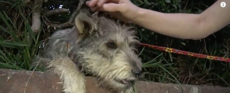 homeless dog has puppies in bushes
