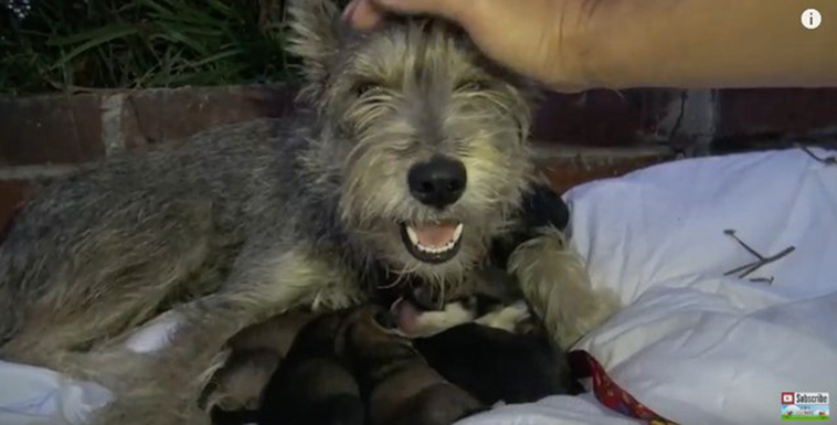 homeless dog has puppies in bushes