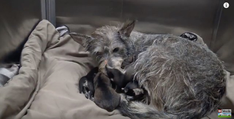 homeless dog has puppies in bushes