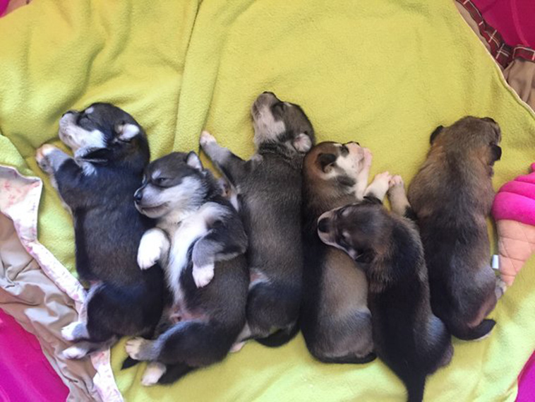 homeless dog has puppies in bushes