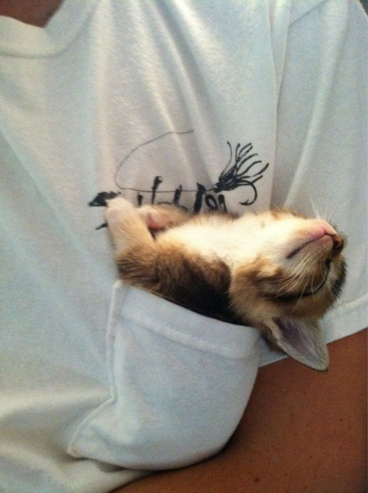 if it fits i sits cats