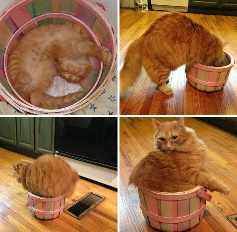 if it fits i sits cats