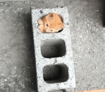 if it fits i sits cats