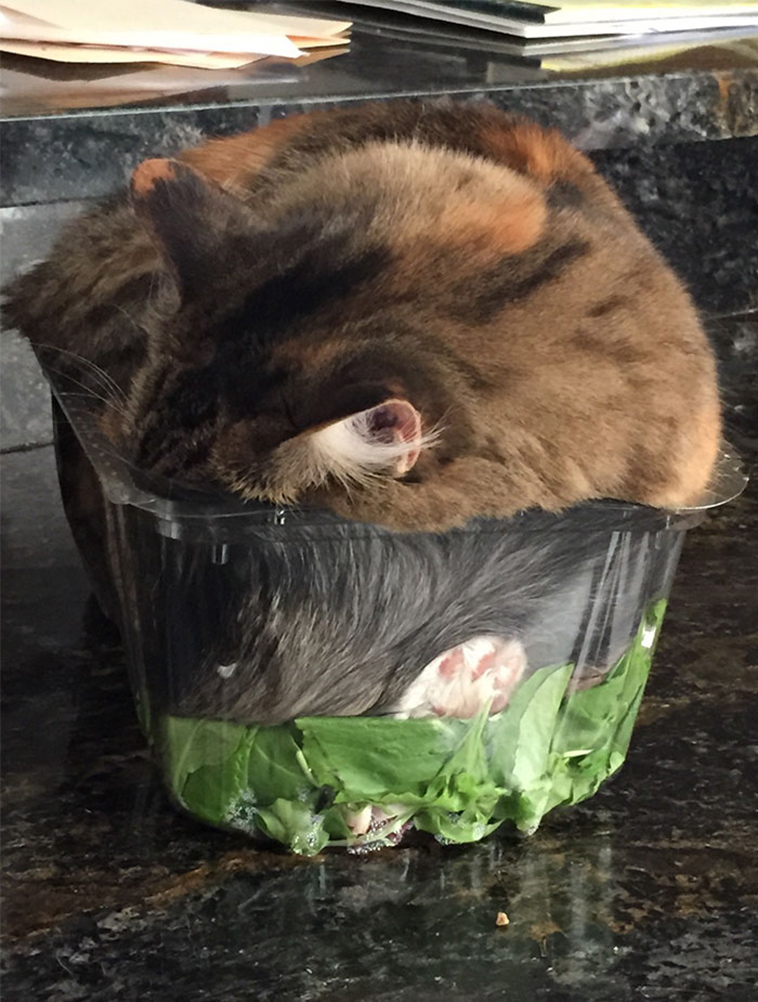 if it fits i sits cats
