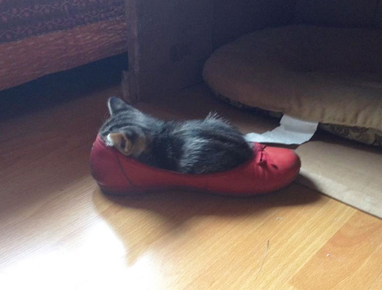 if it fits i sits cats