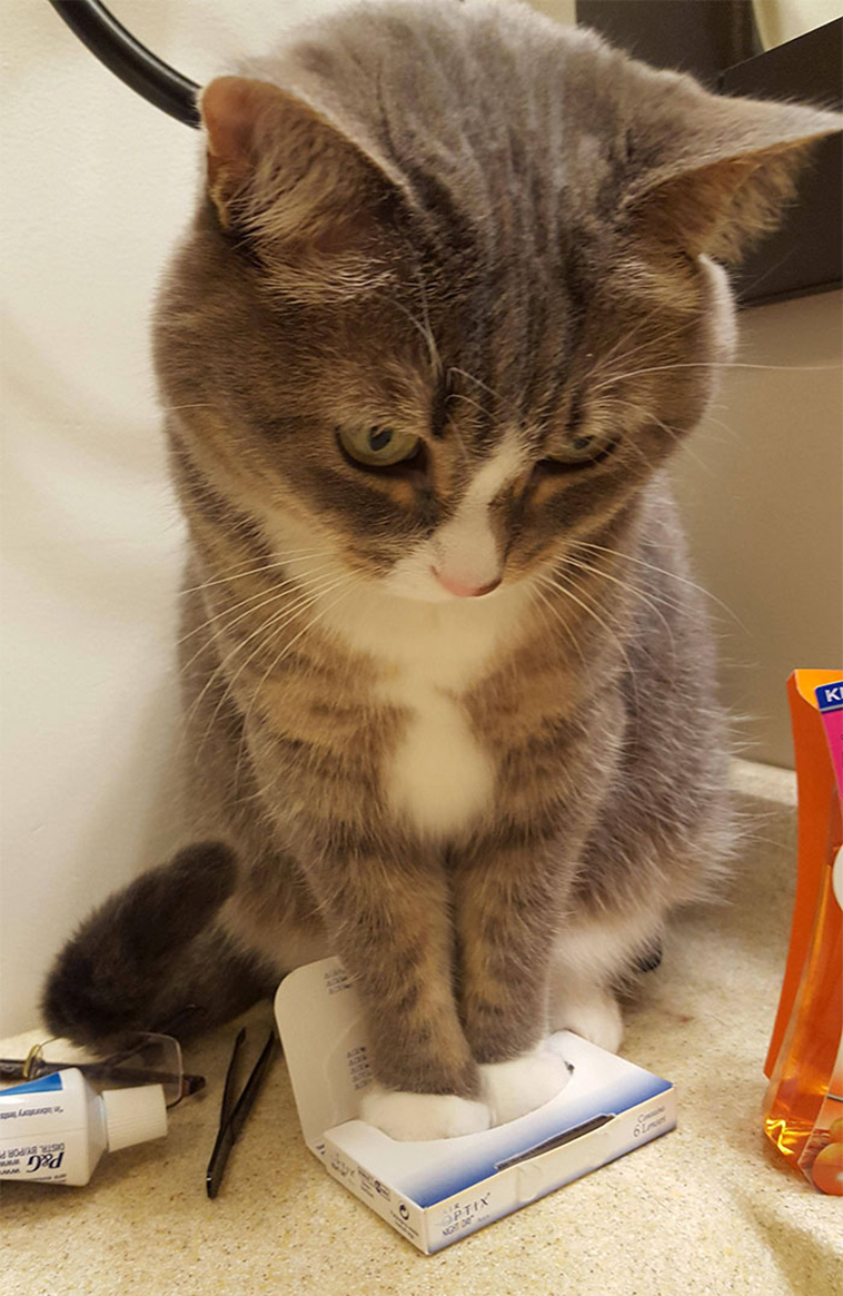 if it fits i sits cats