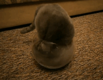 if it fits i sits cats