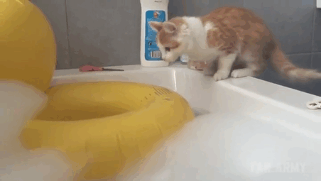 if it fits i sits cats