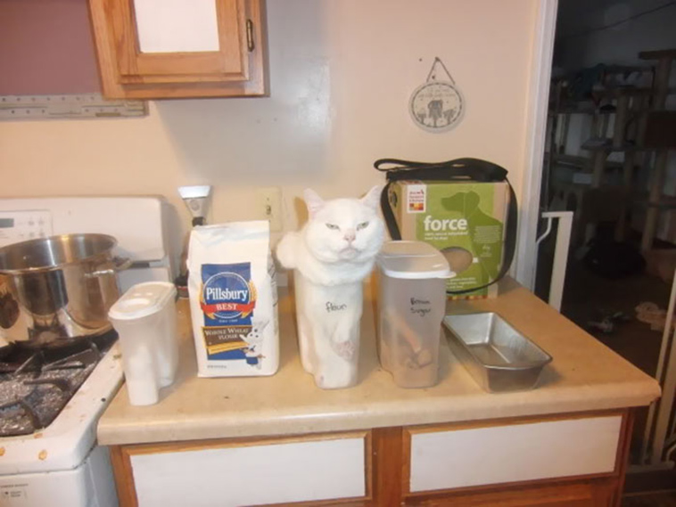 if it fits i sits cats