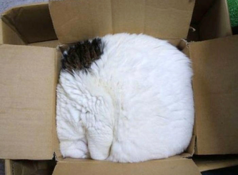 if it fits i sits cats