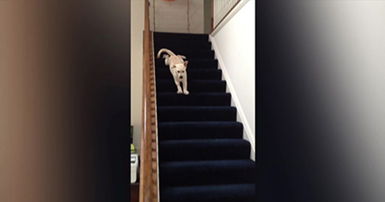 labrador puppy finds new way down stairs