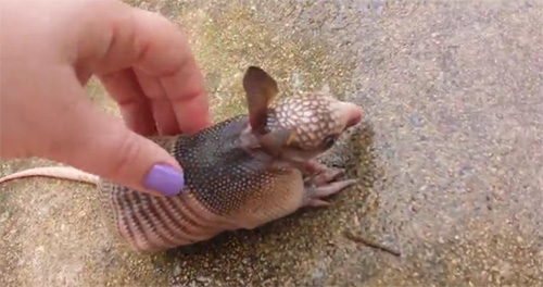orphaned baby armadillo
