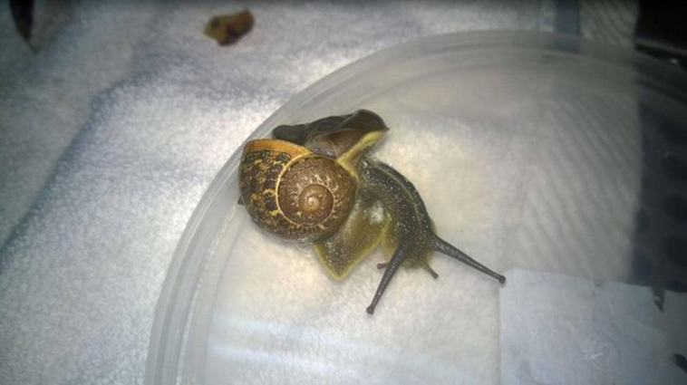 snail broken shell repair