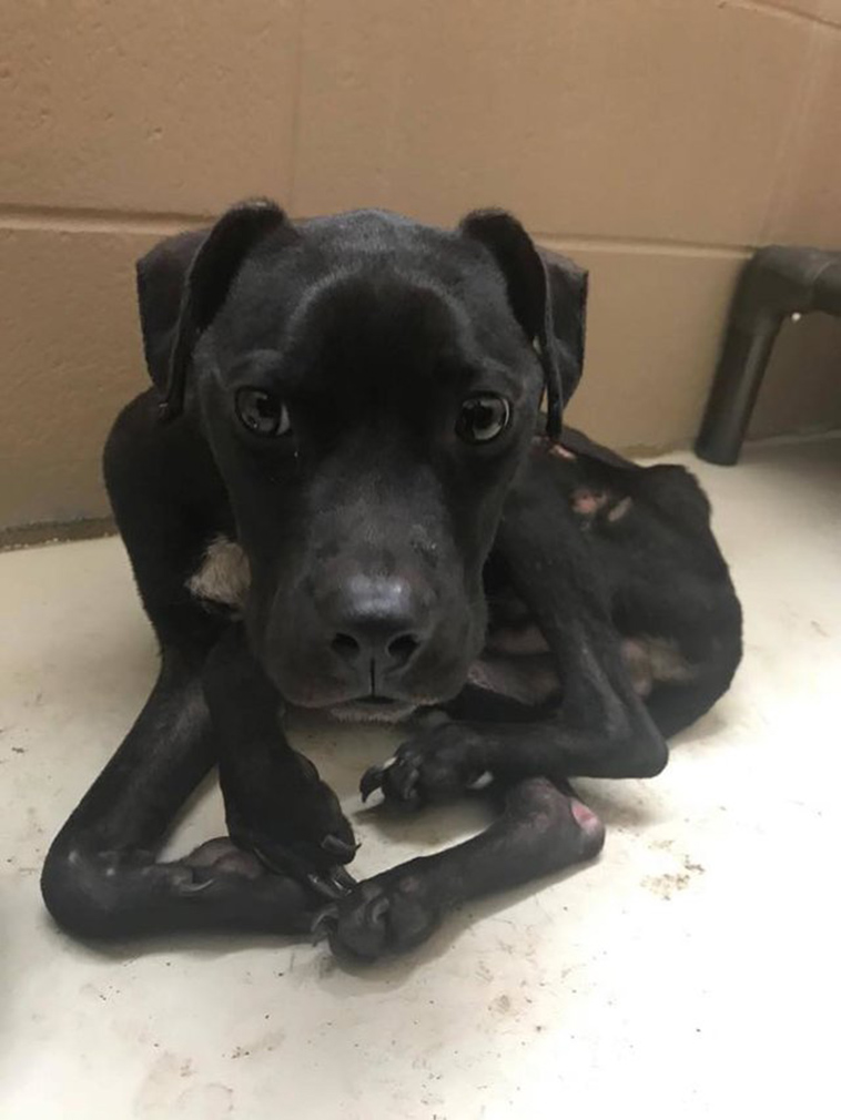 starving dog stays with best friend
