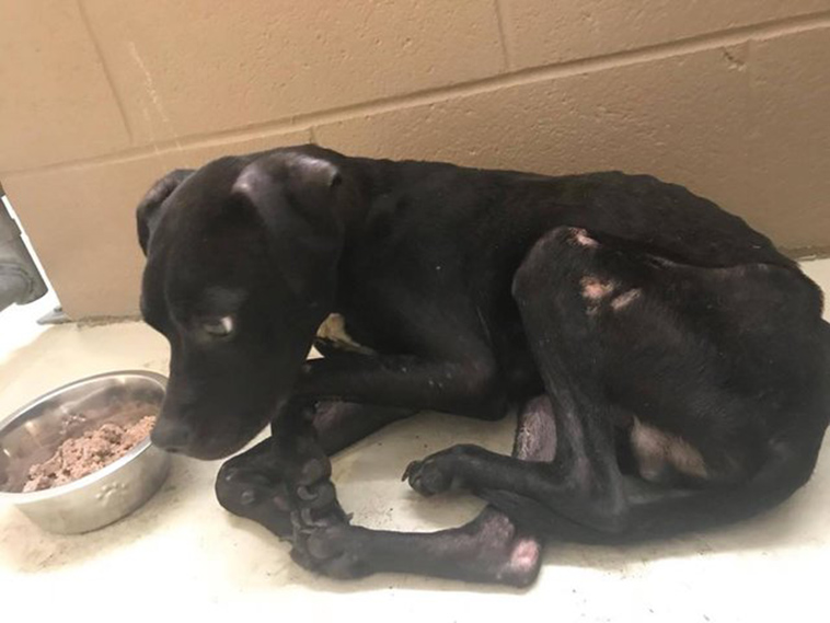 starving dog stays with best friend