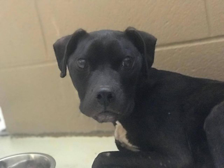 starving dog stays with best friend