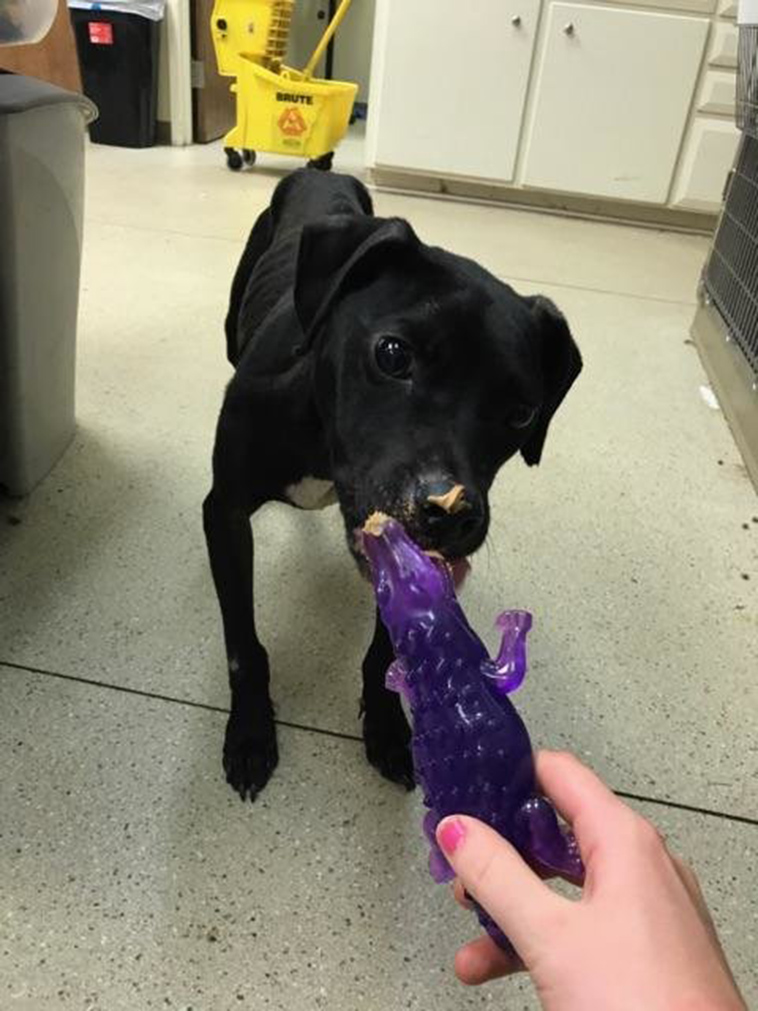 starving dog stays with best friend
