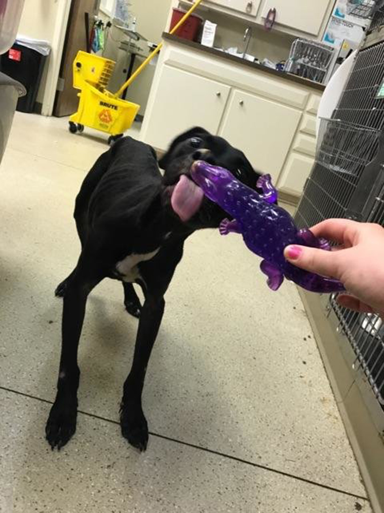 starving dog stays with best friend