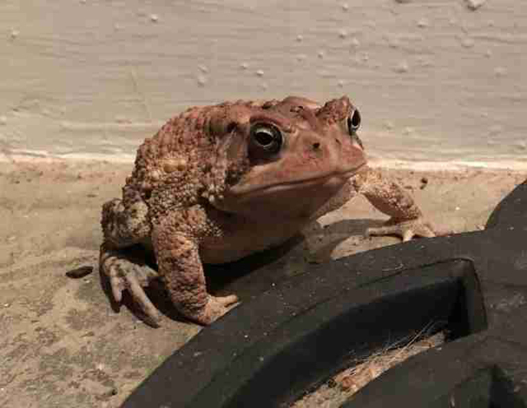 toad wears hat
