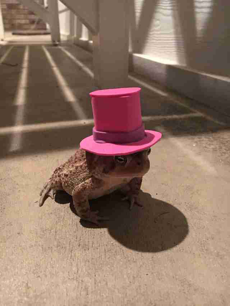 toad wears hat