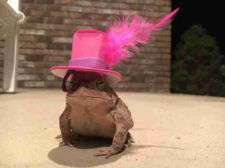 toad wears hat