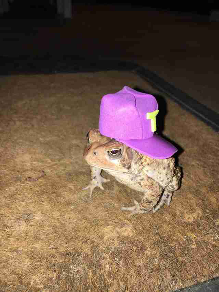 toad wears hat