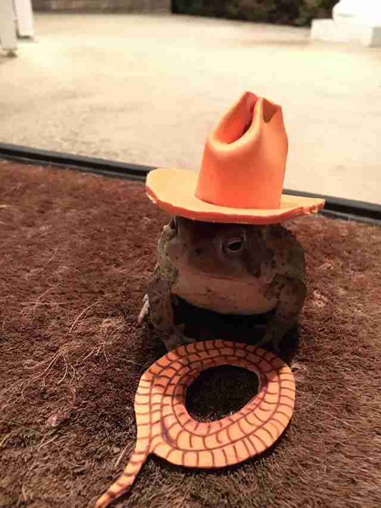 toad wears hat