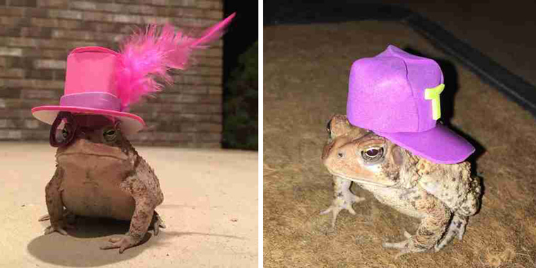 toad wears hat
