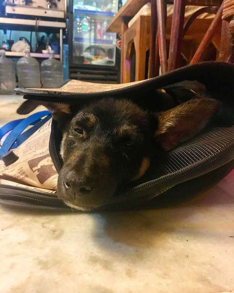 tourist rescues stray puppy