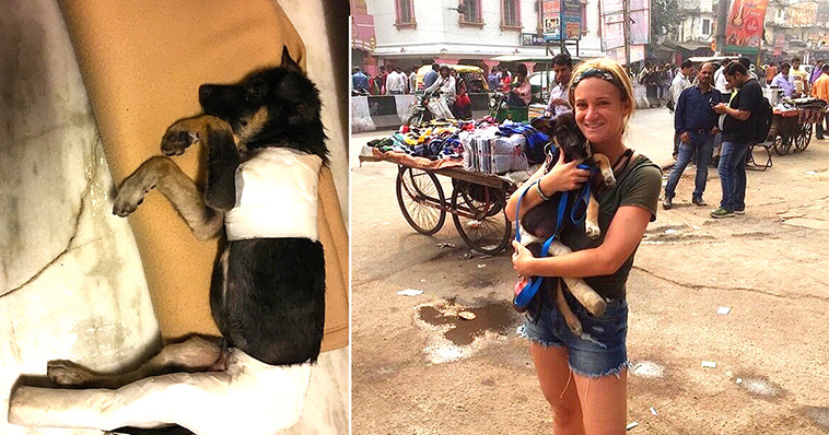 tourist rescues stray puppy