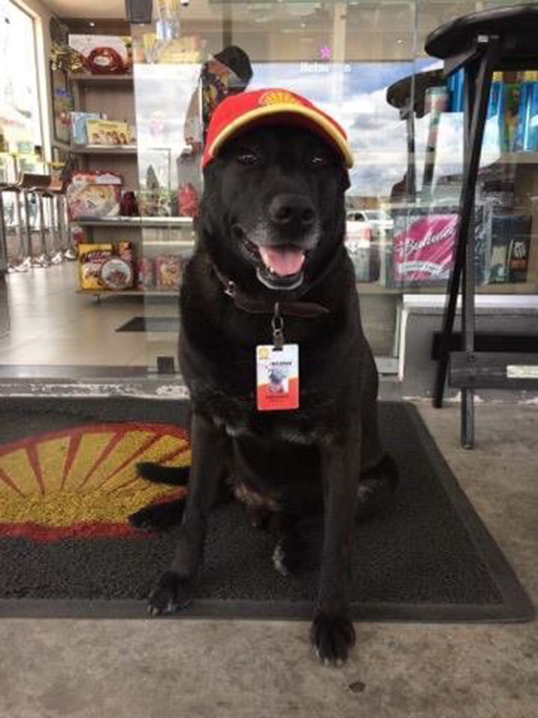 Dog abandoned at gas station