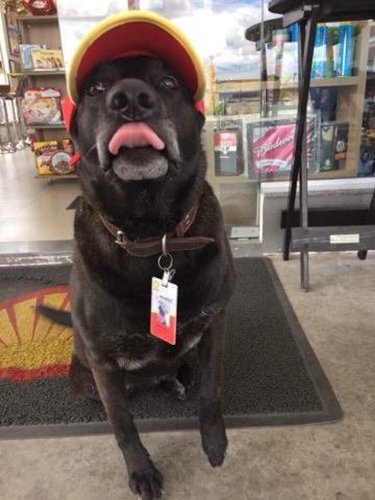 Dog abandoned at gas station